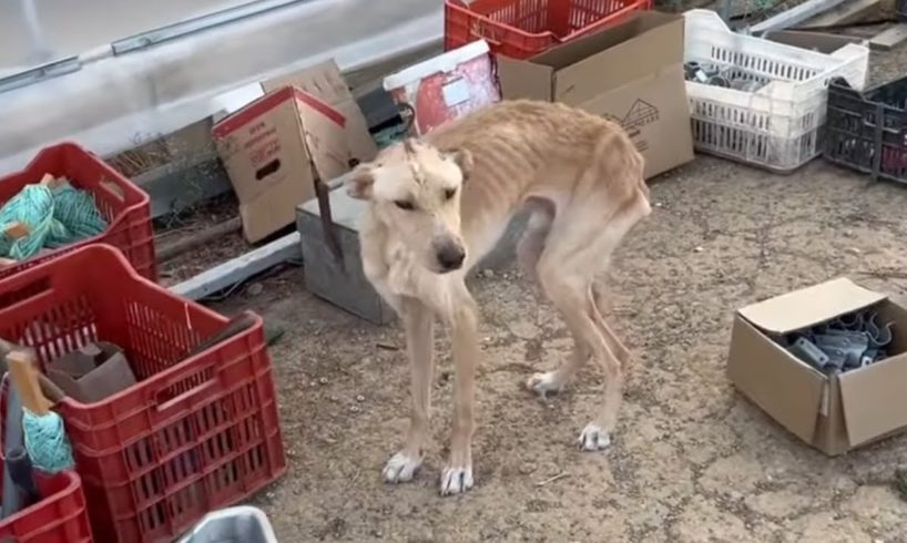 One more very poor dog abandoned in a shocking condition , he is only bones - Takis Shelter
