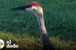 Pájaro sigue trayendo a su familia a su mejor amigo humano | El Dodo