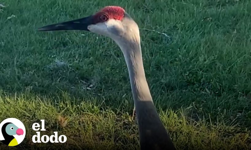 Pájaro sigue trayendo a su familia a su mejor amigo humano | El Dodo