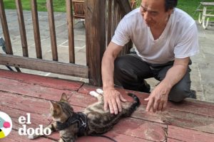 Papá que juró que no era un amante de gatos cría a 75 gatitos | El Dodo