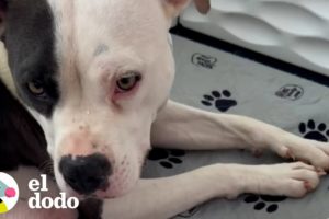 Perrita mamá callejera se relaja cuando sus cachorros finalmente están a salvo | El Dodo