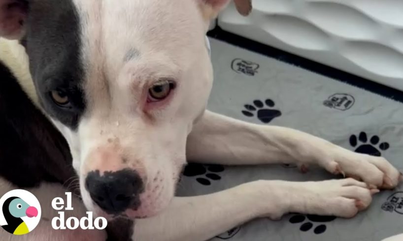 Perrita mamá callejera se relaja cuando sus cachorros finalmente están a salvo | El Dodo