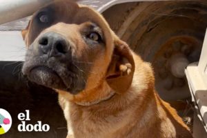 Perro que estuvo atado a un remolque durante un mes ahora salta de alegría | El Dodo