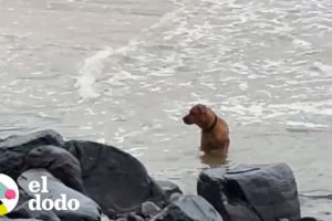 Perro que fue tirado en la playa no dejará de mirar hacia el mar para encontrar a su dueño | El Dodo