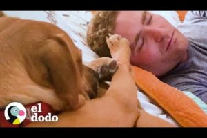 Perro que mordisqueó ahora es el mejor chico para su hermanita | El Dodo