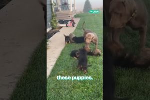 Pet Raccoon Plays With Puppies 🦝