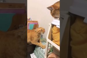 Pets playing each other - Animals life #animalsshorts #petsshorts #pets #dog #cats