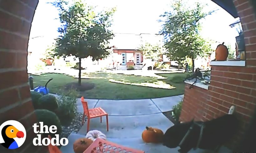 Pig Sneaks Out To Steal His Neighbor's Pumpkins | The Dodo