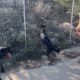 Pipis and Stavros are new dogs in the shelter and they are going for a walk ❤️- Takis Shelter