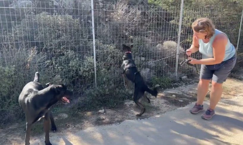 Pipis and Stavros are new dogs in the shelter and they are going for a walk ❤️- Takis Shelter