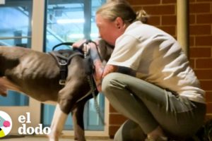 Pitbull con el corazón más grande se derrite en los brazos de su rescatador | El Dodo