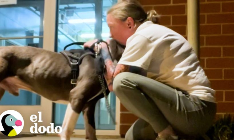 Pitbull con el corazón más grande se derrite en los brazos de su rescatador | El Dodo