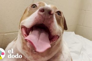 Pitbull gordito pierde más de cincuenta libras | El Dodo