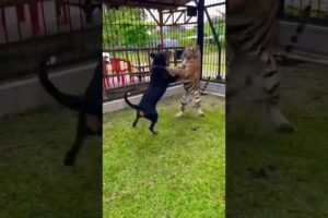 🐶 Pitbull vs Tiger 🐯 #shorts #dog #tiger #pitbull #shorts #battle #fight