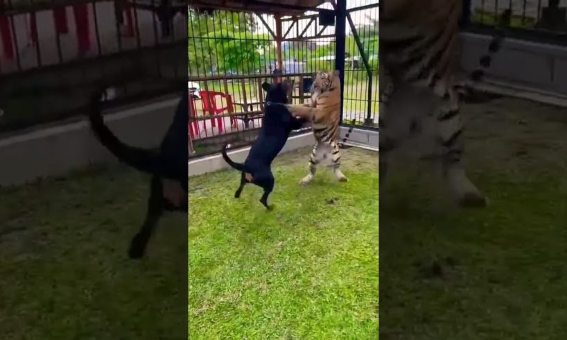 🐶 Pitbull vs Tiger 🐯 #shorts #dog #tiger #pitbull #shorts #battle #fight