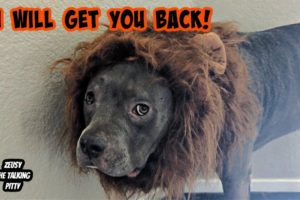 Pitbulls Dress Up In All Kinds Of Halloween Costumes! Cutest Dogs On YouTube!!