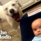 Pittie Insists Grandma Hugs Him Before Her New Grandson | The Dodo