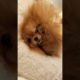 Pomeranian Cutest Puppy Video 😍 I have never seen before it 🤫🤫 @PandeyGVlogs #pomeranian