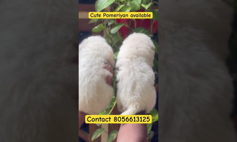 Pomeriyan cute puppies available #puppy #dog