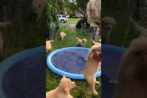 Puppies Play with Sprinkler Pool!