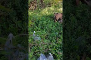 Puppies cutest #puppies #cute