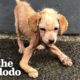 Puppy Ages In Reverse | The Dodo