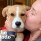 Puppy Who Couldn’t Stop Crying At The Shelter Is So Happy In Her Forever Home | The Dodo