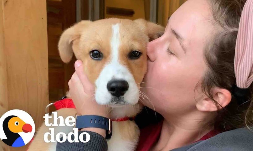 Puppy Who Couldn’t Stop Crying At The Shelter Is So Happy In Her Forever Home | The Dodo