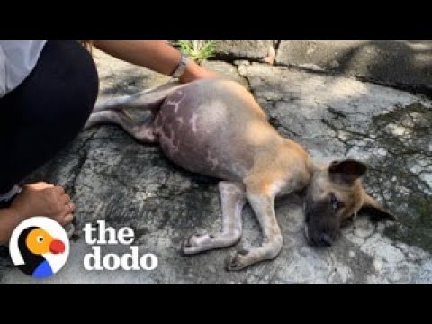 Puppy Whose Tummy Was So Big He Couldn't Move Completely Transforms | The Dodo