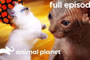 Ragdoll, Burmese, and Sphynx Kittens | Too Cute! (Full Episode)