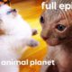 Ragdoll, Burmese, and Sphynx Kittens | Too Cute! (Full Episode)