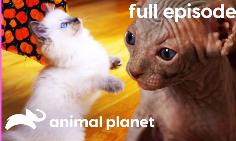 Ragdoll, Burmese, and Sphynx Kittens | Too Cute! (Full Episode)