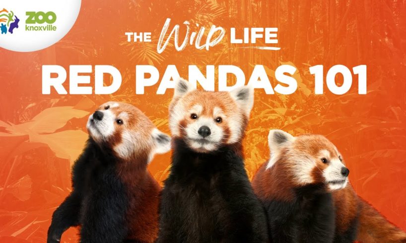 Red Pandas (the Cutest Animals on the Planet?) - The Wild Life