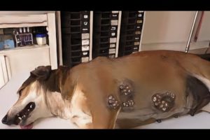Removing Monster Mangoworms From Poor Dog! Animal Rescue Video 2023.