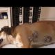 Removing Monster Mangoworms From Poor Dog! Animal Rescue Video 2023.