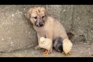 Rescue abandoned chicks and puppies