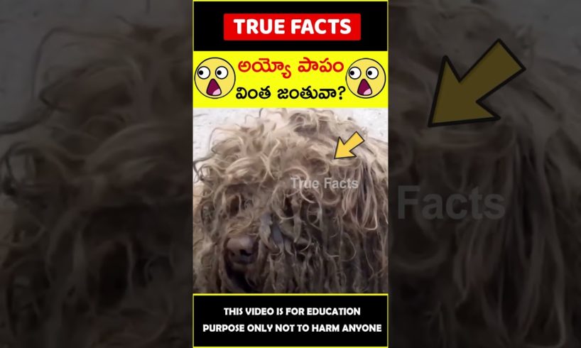 Rescue team saves dog #humanity 😭మానవత్వం😭 #amazingfacts #truefacts #shorts