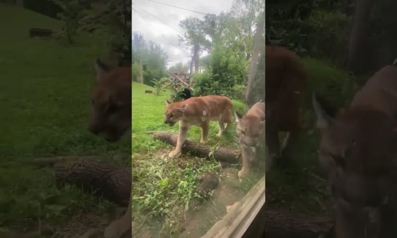 Rescued Cougars REUNITED - Now are inseparable #animals