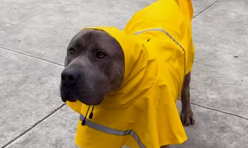 Rescued Dog Trains Other Dogs | The Koala