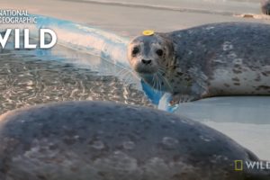 Rescued Seal Prepared For Release | Alaska Animal Rescue
