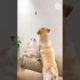 Rescued Tiny Kitten Grows Up Believing He’s a Big Dog | sm funny | #shorts #smfunny #75withabhi