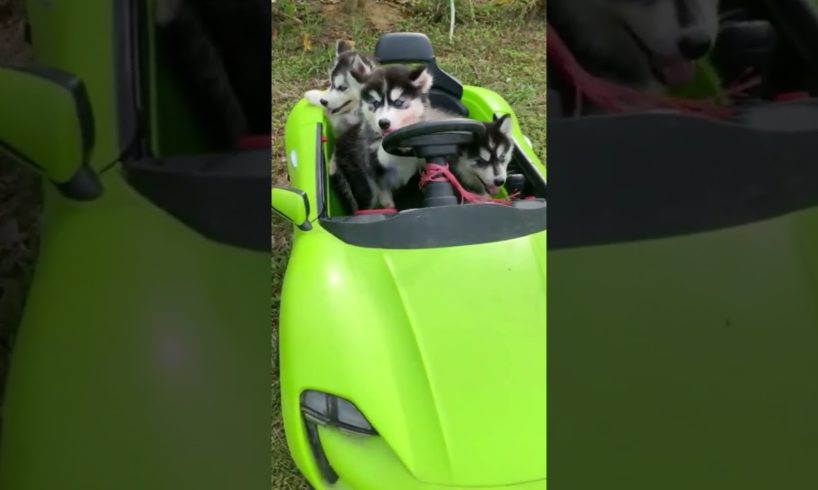 Rich Puppies #sportcar #supercars #pets #dog #cutest #puppies