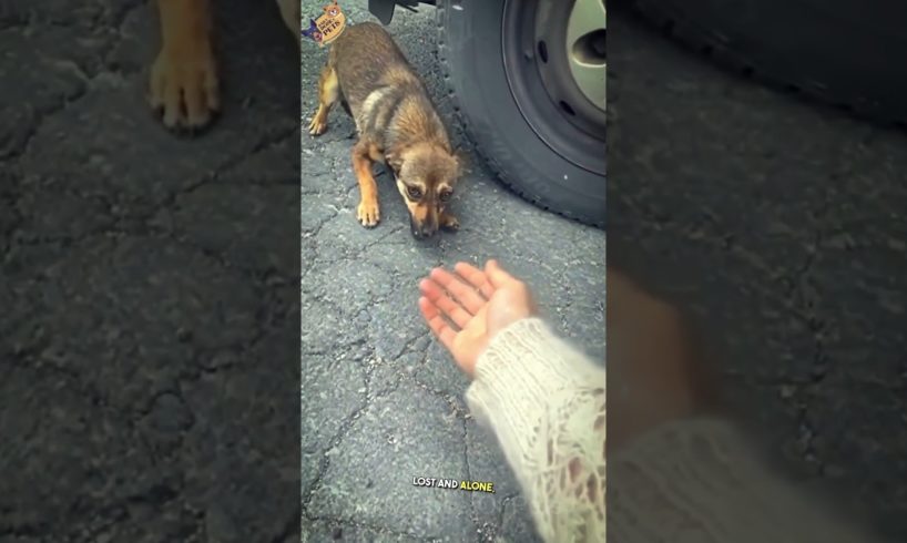 Roadside Rescue: Woman's Heartwarming Encounter with Shy Stray Dog 🚗🐕 #dog #petlover #petlovers
