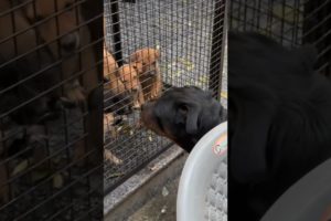 Rottweiler Bubzee Plays With Puppies Of Street Dog Chameli #shorts #rottweiler #youtubeshorts #dogs