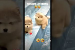 Runaway cute puppies 🤣🥰 #cutepuppiesvideo #cutepuppies #shortvideo #shortvideo #puppies