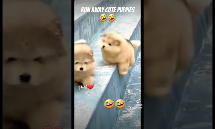 Runaway cute puppies 🤣🥰 #cutepuppiesvideo #cutepuppies #shortvideo #shortvideo #puppies