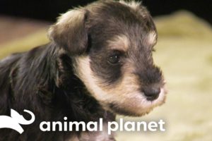 Schnauzer Puppies' Hilarious Interaction with Ferret | Too Cute! | Animal Planet