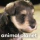 Schnauzer Puppies' Hilarious Interaction with Ferret | Too Cute! | Animal Planet