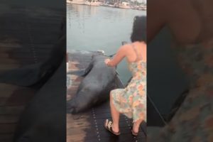Sea Lion Does Not Want to Be Bothered! #Shorts #Animals