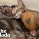 Security Guard Brings Home A Pregnant Stray Cat | The Dodo Foster Diaries